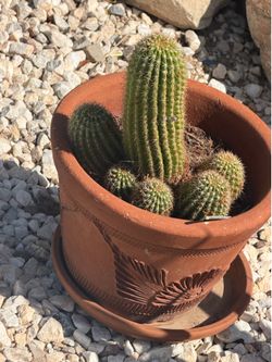 Cactus in Terra Cotta