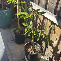 Haas avocado Trees