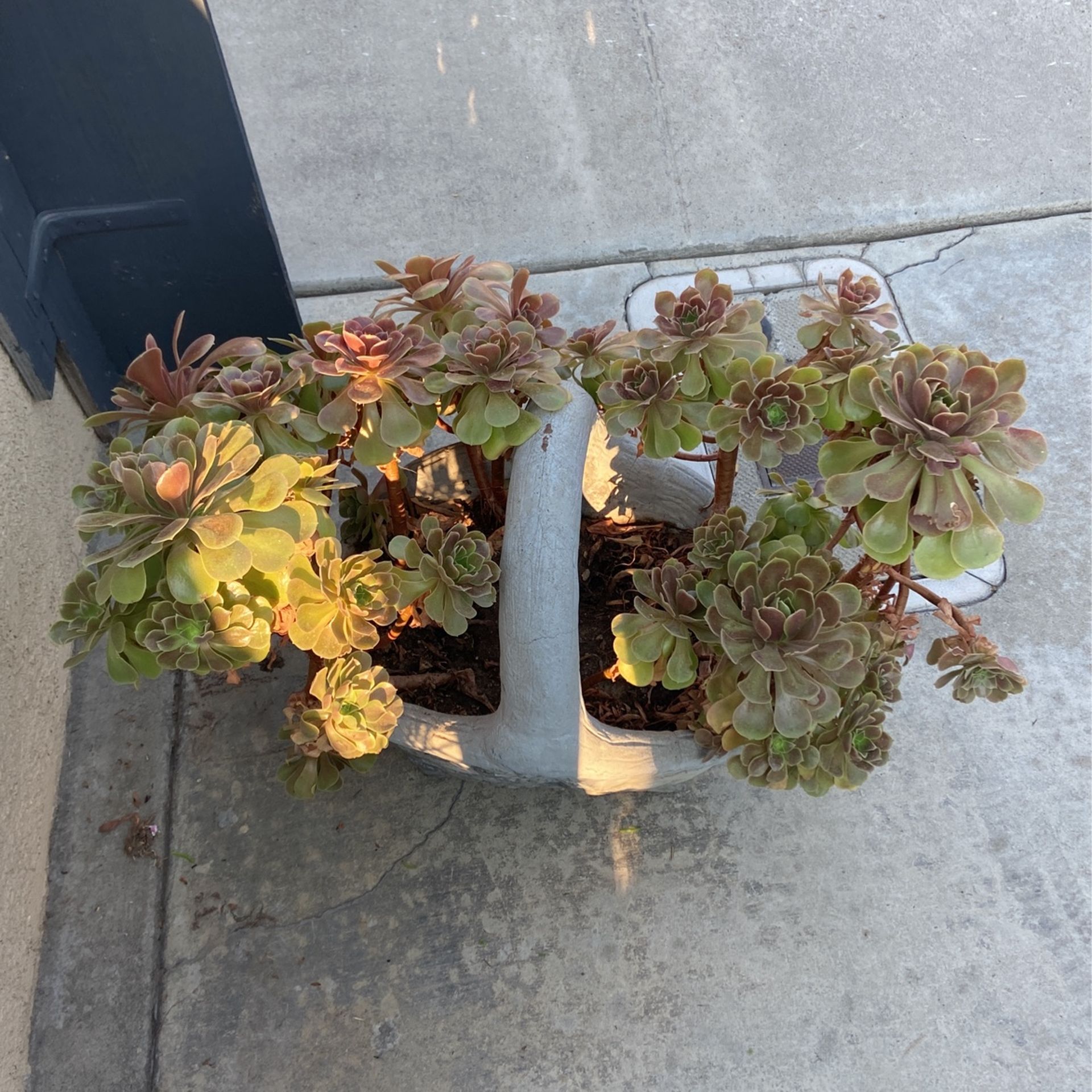 Planta En Concrete Planter