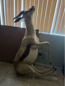 African Bush Buck Oddities Taxidermy