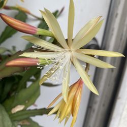 San Peter Epiphyllum Orchid Cactus Blooming Plant, In 6 Inch Pot Pick Up Only