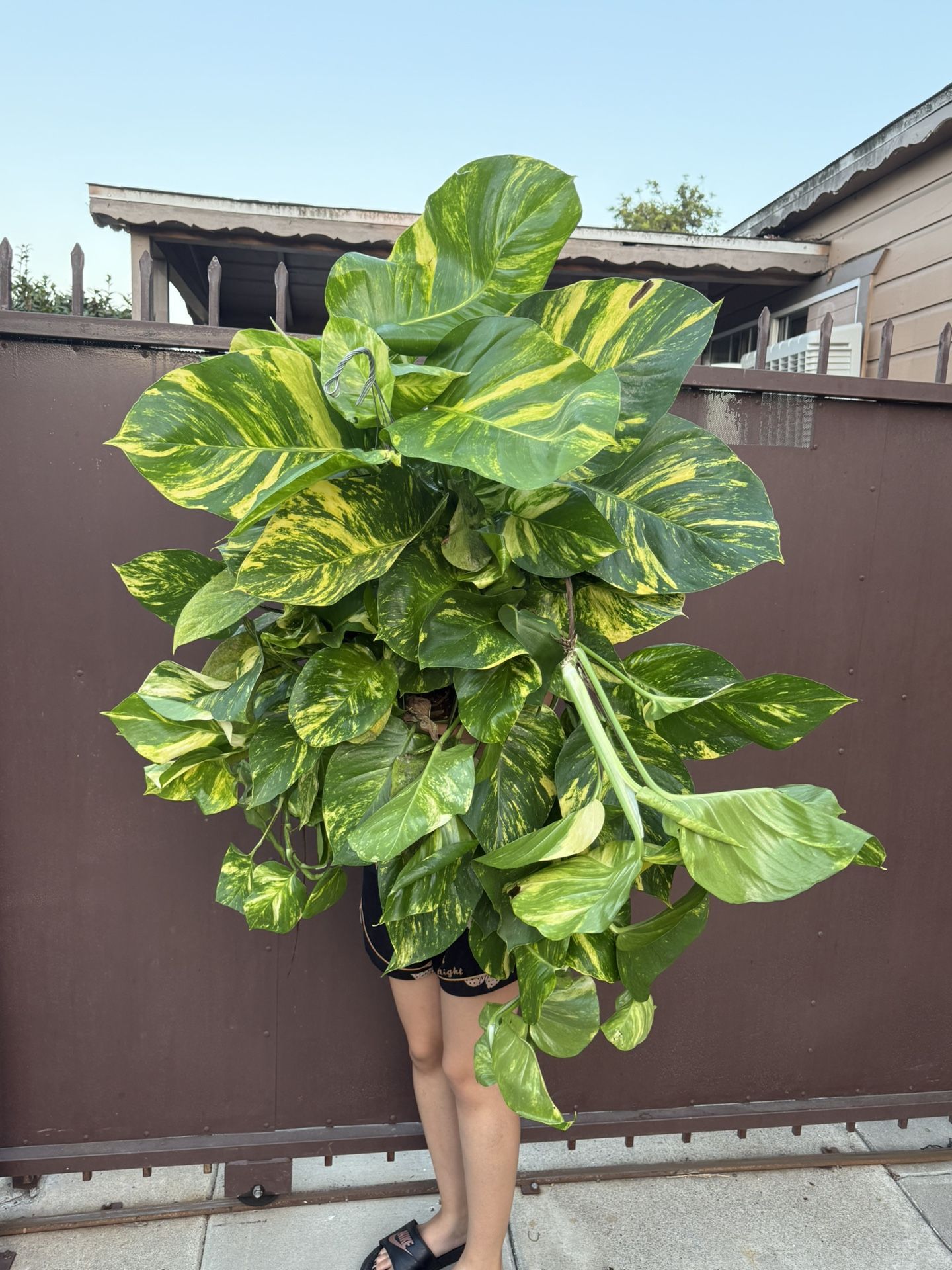 10 Massive Hawaiian Pothos