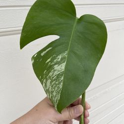 Beautiful Albo Monstera Plant CUTTING- Active Root