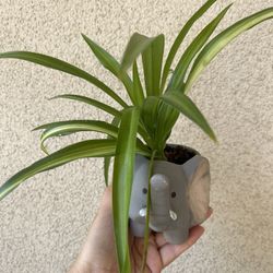 Beautiful Variegated Spider Plant With Cute Elephant Pot