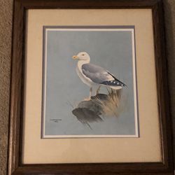 F Lansdowne 1957 Color Print Glaucous-Winged Gull
