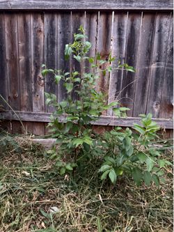 Jujube. Plant.