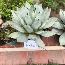 Cactus / Succulent = Agave Palmeri