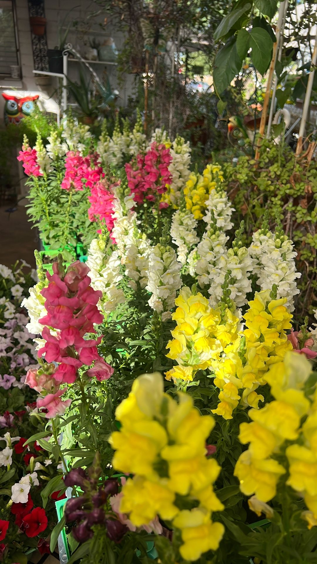 Plantas
