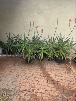 Alohle plants