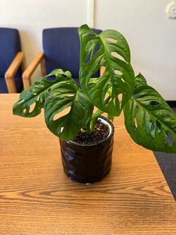 Swiss cheese plant Monstera adansonii