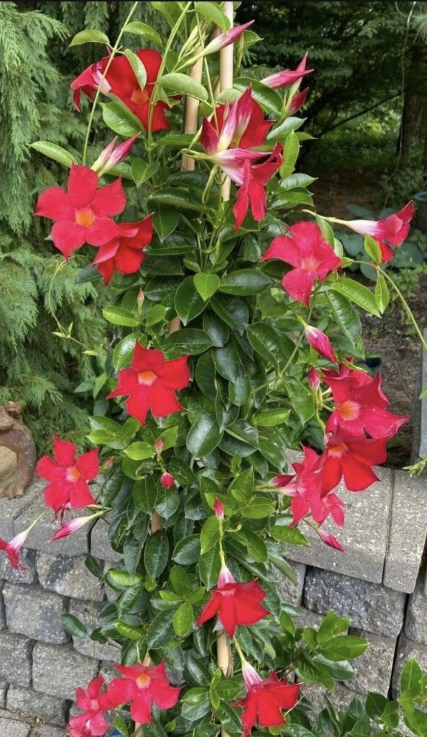 Gorgeous Red Mandevilla Starts