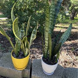 Beautiful Living Plants 🌱 Starting At $8 And Up! 