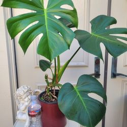 Monstera Deliciousa Plant in a Heavy Duty Plastic Pot