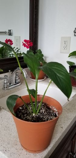 White Premium Sympathy Peace Lily - Indoor Plants House