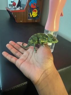 Chameleon:cage