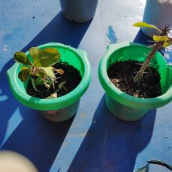 corona de Cristo flor miniatura color rojo $1 cada una 