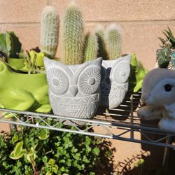 Cactus Owl