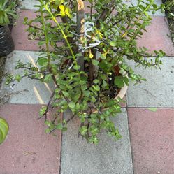 Portulacaria
