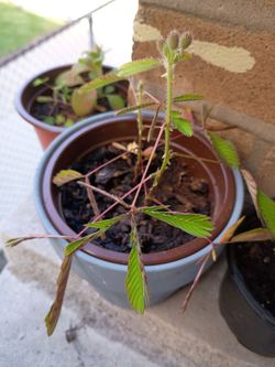 Mimosa Pudica Live Plant in Pot Tickle me plant