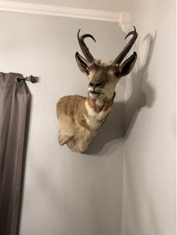 Pronghorn Antelope shoulder mount