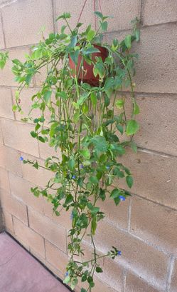 Hanging Suculent Plant