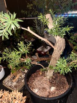 Bonsai tree