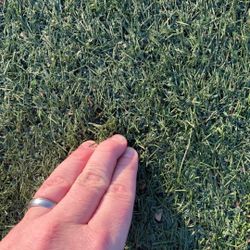 artificial grass used $150 (alpine.ca 