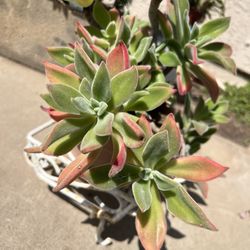  succulents plant 