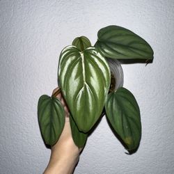 Philodendron Sp Columbia Platinum