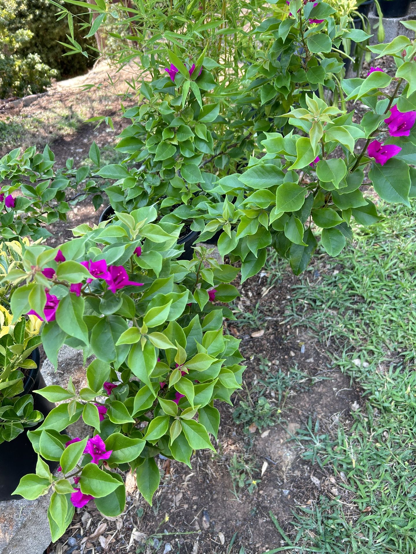 Beautiful Purple Princess Bougainvillea!!