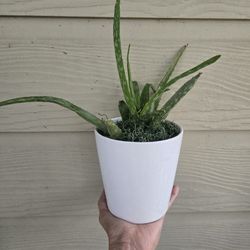 $8.00 Aloe Vera /w plant pot