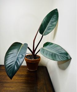 Black cardinal philodendron, 6 inch terra cotta pot