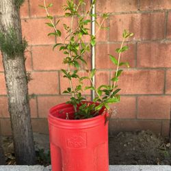 Pomegranate Plant