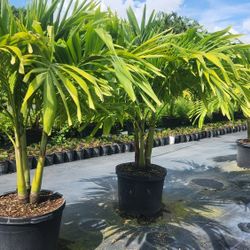 Spectacular Christmas Palms About 6 Feet Tall!!! Single,  Double Or Triple!! Fertilized!! 