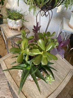 Succulent Garden