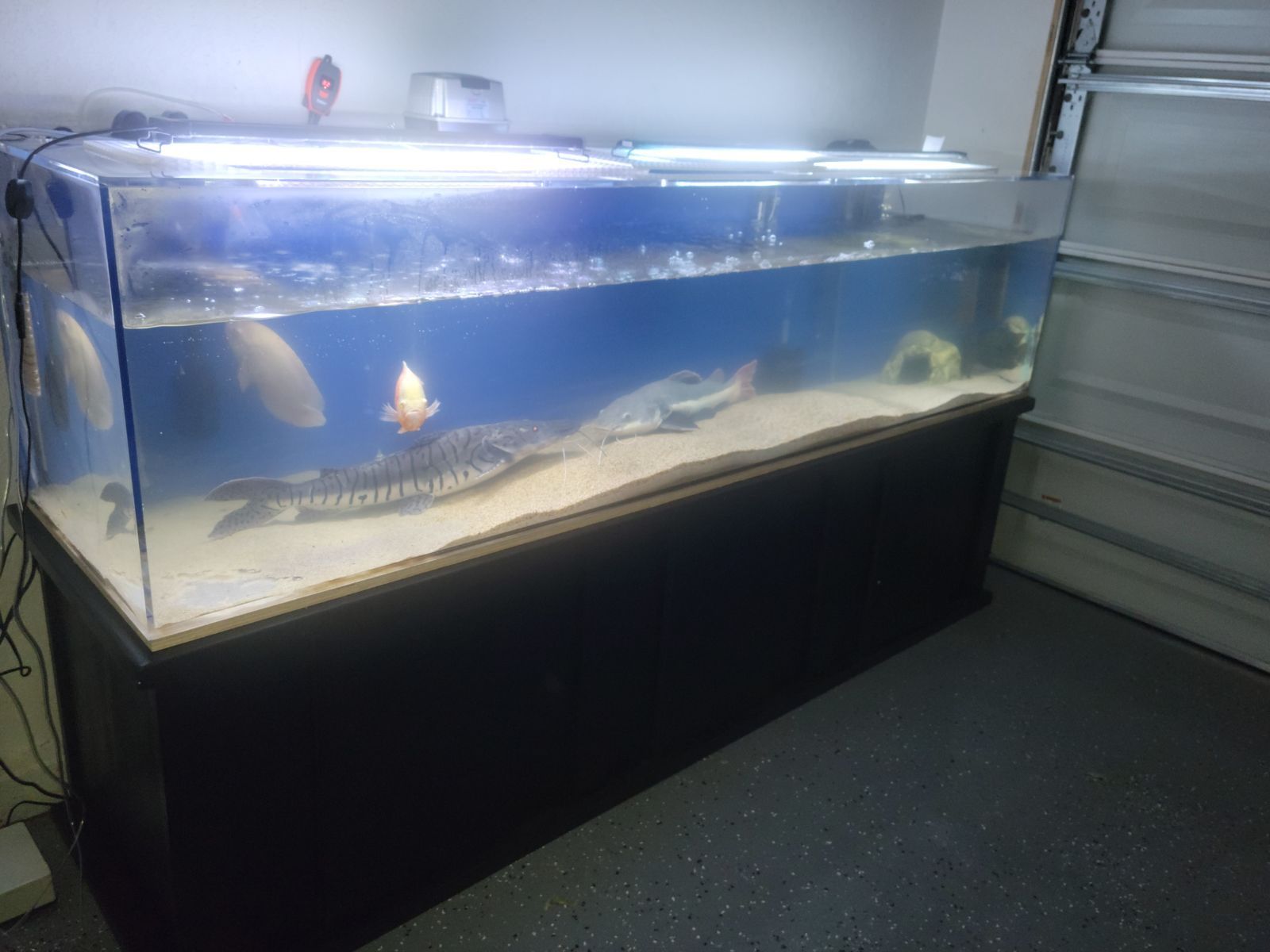 240 Gallon Fish Tank