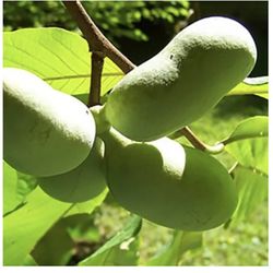 Pawpaw Tree 