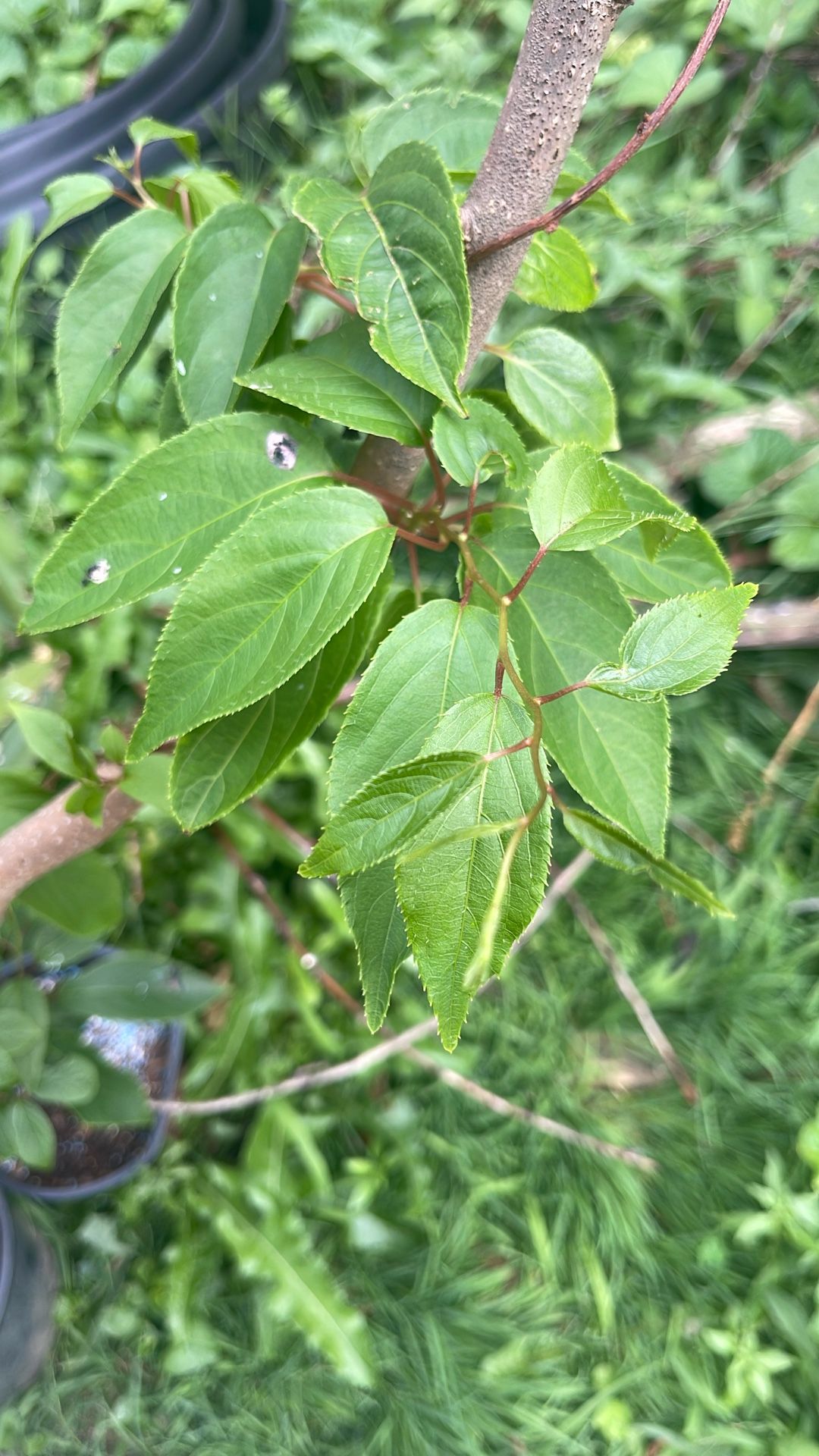 Kiwi Plant