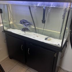 60 Gallons Fish Tank And Stand 