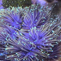 Dragon Soul Torch Coral