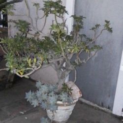 Mini Tree  w/Succulent Plant in Pot