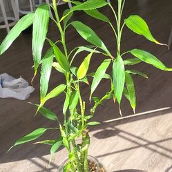 Bamboo Plant With Glass Vase  Stand $50