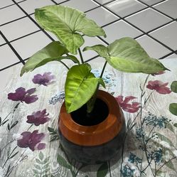 Arrow Head Live Plant 🪴 