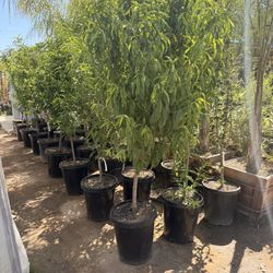 Peaches Plums And Nectarines 15 Gal 