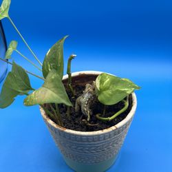 Beige And Green Pot With Live Ivy, Arrow Head And Aloe Vera