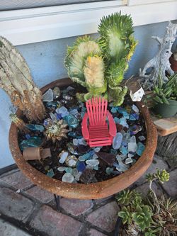 Cactus and succulence