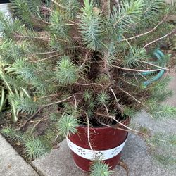 🌲2’ Potted Pine Tree🌲