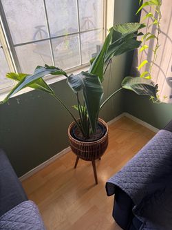 Birds of paradise plant