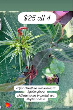 Plants Sale🌿4 plants $25 all🌿6”spider plant, elephant ears,calathea warscewiczii &philodendron imperial red🌿