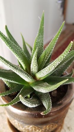 beauty succulent flower